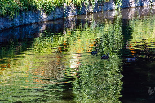 Preview: Small Lake Surface With Green Reflections And Ducks In Summer Park.