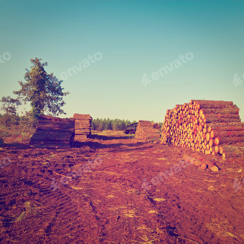 Preview: Logging In The Forest, France, Instagram Effect
