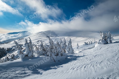 Preview: Snow Covered Fir Trees On Snowy Mountain Plateau, Tops With Snow Cornices In Far. Magnificent Sunny