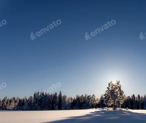 Preview: Snowy Tree Landscape. Lonely Tree Covered With Snow Against Sunlight. Wintry Landscape With Copy
