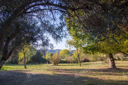 Preview: A Sunny Afternoon In Autumn La Marjal Park Gandia, Valencia Spain