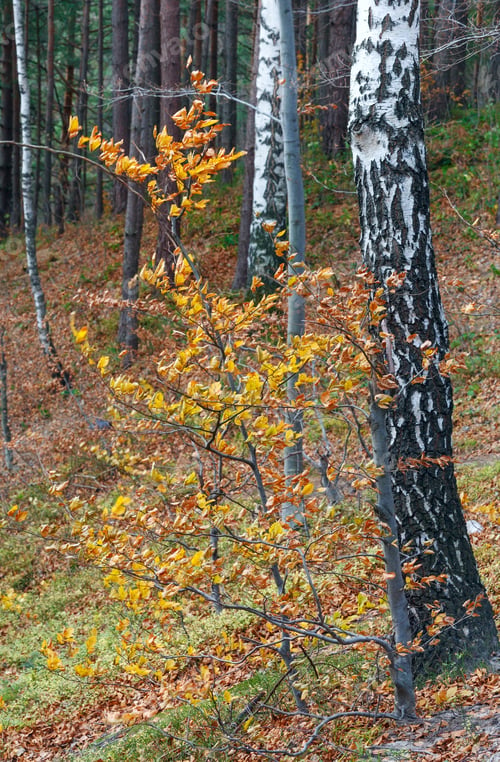 Preview: Autumn Mountain Birch Forest (Ukraine)