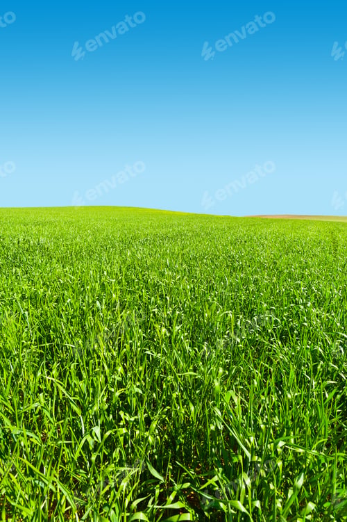 Preview: Green Field In Israel At Spring