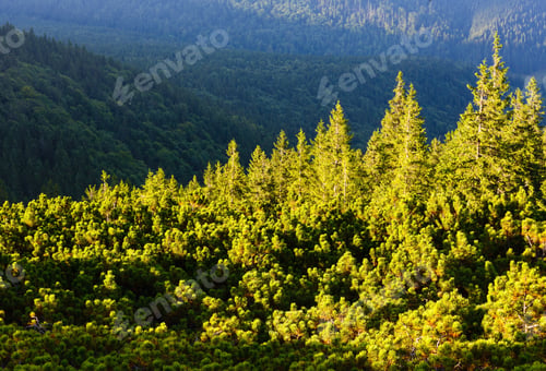 Preview: Summer Evening Gorgany Mountain Forests View From Homiak Mount Top (Carpathian, Ukraine).