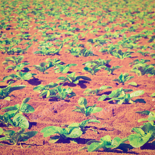 Preview: Rows Of Fresh Young Green Seedling In Portugal, Instagram Effect