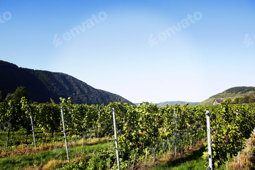 Preview: Wineyards In The Area Of Mosel In Germany. Image Taken During A Sunny Day In The Autumn Time. It'S