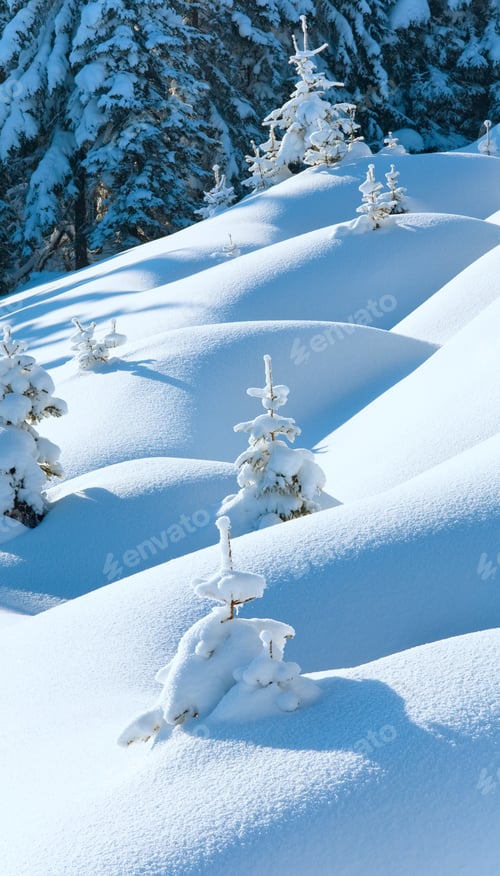 Preview: Snowdrifts On Winter Snow Covered Mountainside And Fir Trees On Hill Top