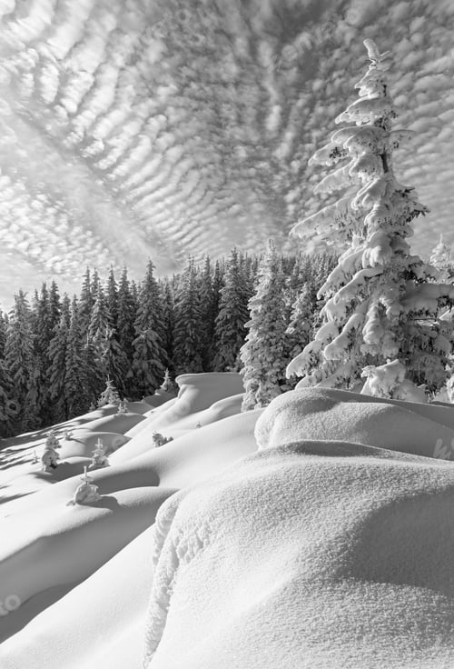 Preview: Grayscale. Morning Winter Calm Mountain Landscape With Beautiful Fir Trees On Slope (Carpathian