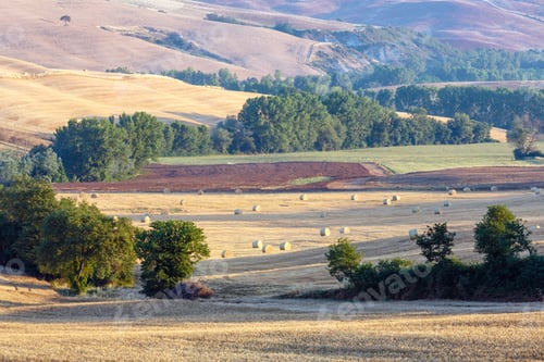 Preview: Beautiful Landscape Of Summer Morning Sunrise Countryside With Hills, Whead Field, Olives Garden