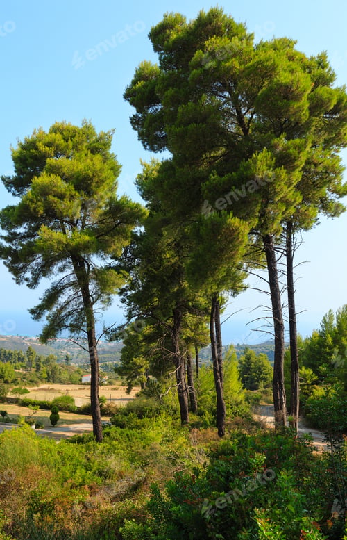 Preview: Summer Sea Coast Morning Landscape (Kassandra Peninsula, Halkidiki, Greece).