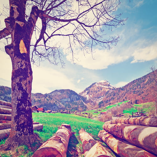 Preview: Sawed Firewood Dropped High Up In The Swiss Alps, Instagram Effect