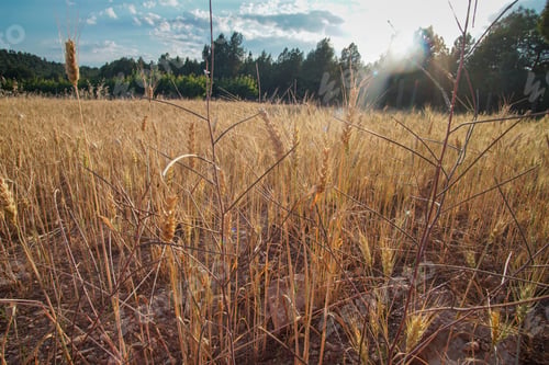 Preview: Wheat Field. Ears Of Golden Wheat. Beautiful Sunset Landscape. Background Of Ripening Ears. Teruel