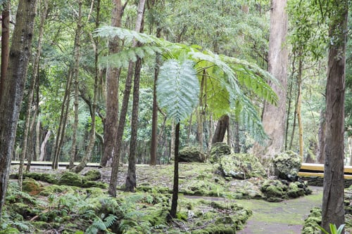 Visualização: Mata De Serreta Nature Reserve In Terceira Island Azores Portugal