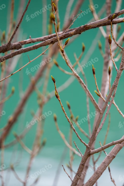 Preview: Botany Next To The Pond In Gudar Mountains Teruel Aragon Spain