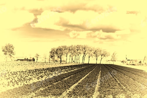 Preview: Fields Of Blooming Tulip Flowers In Nethrlands. Greenhouses For Growing Tulip In Holland. Vintage
