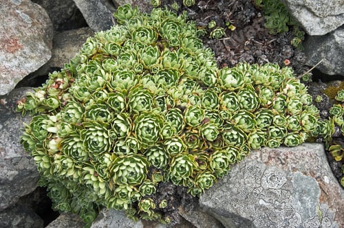 Preview: Emerald Green Mountain Plant On Rocky Surface
