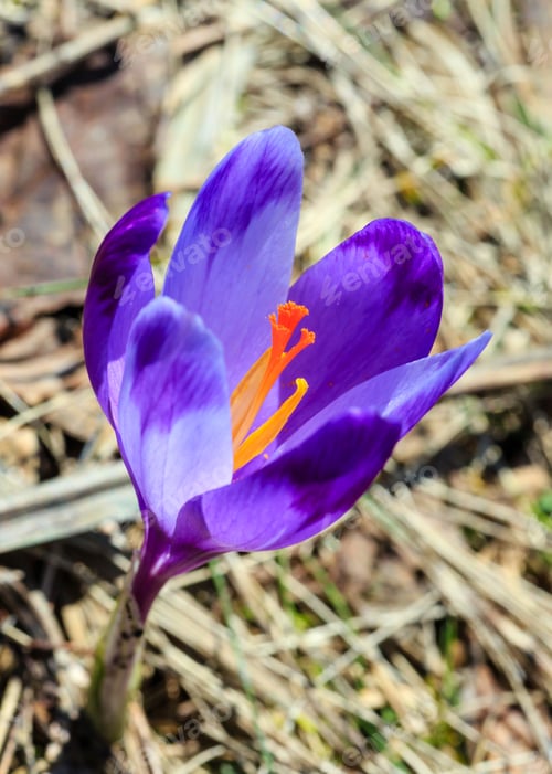 Preview: First Violet Crocus Flowers On Early Spring Carpathian Mountains Plateau.