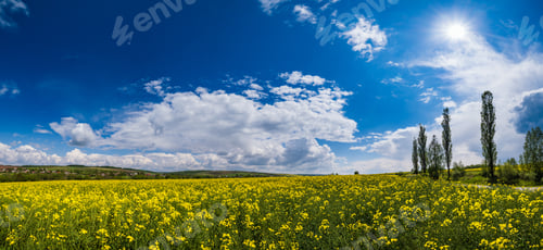 Preview: Road Through Spring Rapeseed Yellow Blooming Fields Panoramic View, Blue Sky With Clouds And