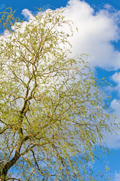 Preview: Spring Blossoming Willow Tree On Sky Background