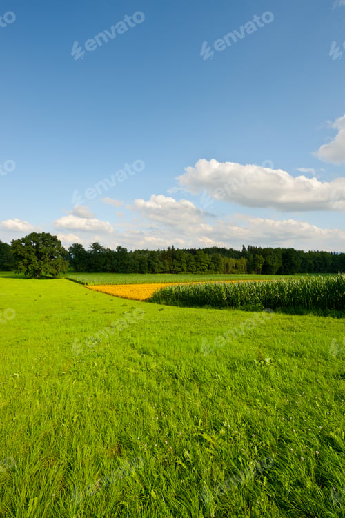 Preview: Plantation Of Fodder Corn In Southern Bavaria, Germany