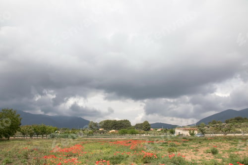 Preview: Wild Flowers In Mariola Mountains Alicante Spain