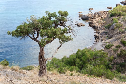 Preview: Juniper Tree On Rock ("Novyj Svit" Reserve, Crimea, Ukraine).