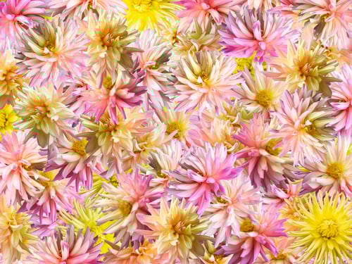 Preview: Pink-Yellow Dahlia Flowers Background ( 4 To 3 Side Proportions)