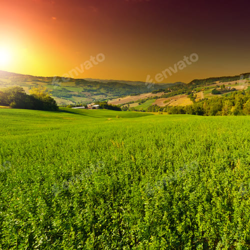 Preview: The Italian Farmhouses Surrounded By Green Fields, Sunrise