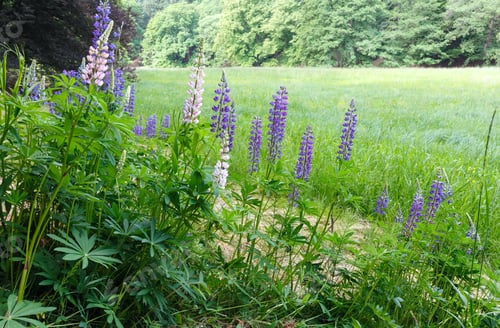 Preview: Purple Flowers On Edge Of Summer Meadow