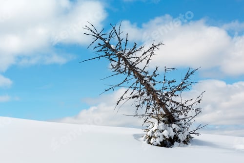 Preview: Picturesque Withered Windbreak Tree On Winter Sunny Snowdrift Mountain Hill Slope On Cloudy Blue