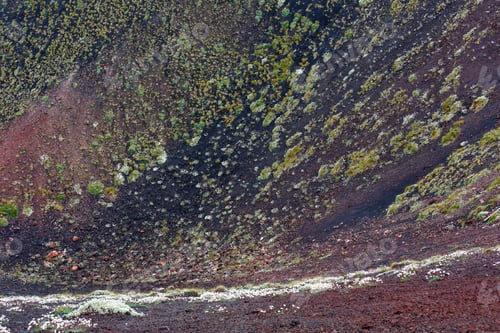 Preview: Flowers And Plants On Summer Etna Volcano Mountain Craters, Sicily, Italy.