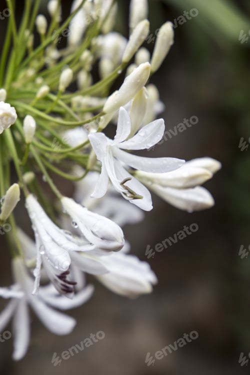 Preview: Villacarriedo Village Cantabria Valley Spain Agapanthus Detail
