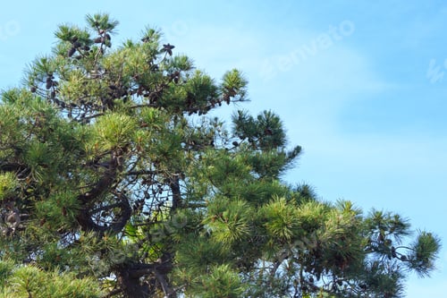Preview: Pine Tree Top With Cones On Sky Background.