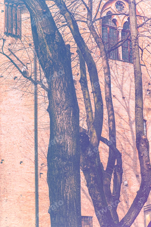 Preview: Whimsical Shade Of Trees In The Courtyard Of The Duke Of Gonzaga'S Palace In Mantua In Faded Color
