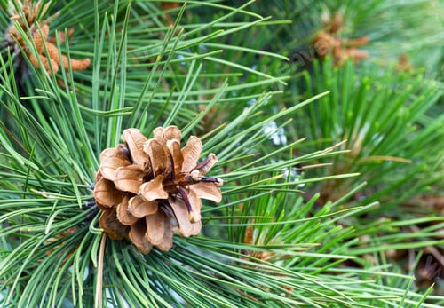 Preview: Twig Of Pine Tree With Cone (Macro)