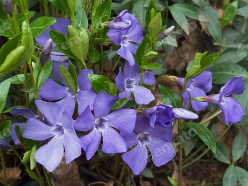 Preview: Plants Of Periwinkle With Flowers (Spring Background)