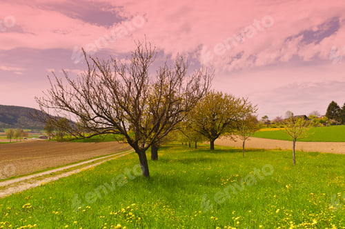 Preview: Green Pastures And Garden In Switzerland At Sunset