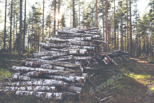 Preview: Birch Logs In The Forest. Wood Are Ready For Transportation. Image Has A Vintage Effect Applied.