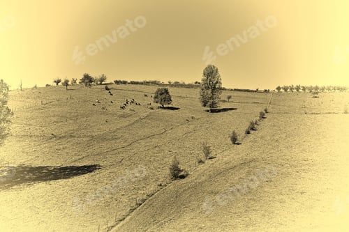 Preview: Cows Grazing On Alpine Meadows In France, Stylized Photo