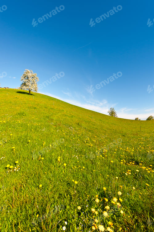 Preview: Grazing Cows And Flowering Tree Surrounded By Sloping Meadows, Switzerland