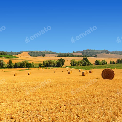 Preview: Tuscany Landscape With Many Hay Bales