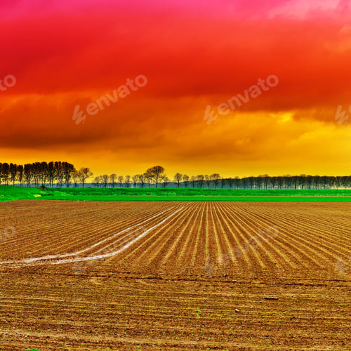 Preview: Poplars On The Protective Dam In The Netherlands, Instagram Effect