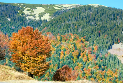 Preview: Sunny Autumn Mountain Forest (On Mountainside)