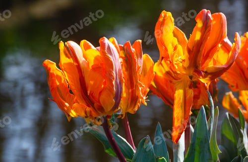 Preview: Beautiful Orange Tulips Closeup Near Pond In Spring Park.