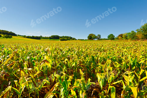 Preview: Plantation Of Corn In The French Limousen