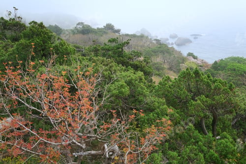 Preview: Summer Misty Morning Coast View (Crimea, Ukraine)