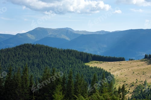 Vorschau: Sommerliche neblige Berglandschaft mit Tannenwald am Hang (Karpaten, Ukraine)