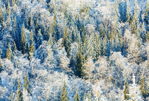 Preview: Winter Mountainside With Rime And Snow Covered Forest