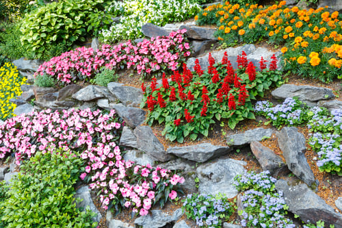 Preview: Blossoming Colorful Flowerbeds In Summer City Park