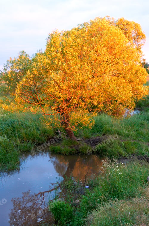 Preview: Willow Tree On Last Evening Sunrays And Brook Summer Meadow